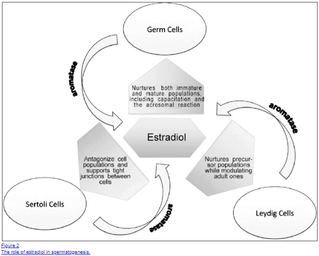 role of estradiol in men role of estradiol in men