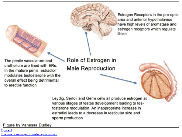 role of estrogen in erectile dysfunction in men role of estrogen in erectile dysfunction in men
