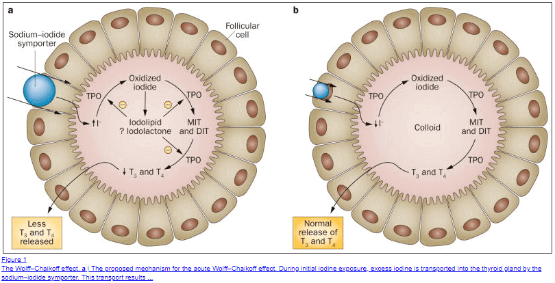 the wolff chaikoff effect in thyroid gland tissue the wolff chaikoff effect in thyroid gland tissue