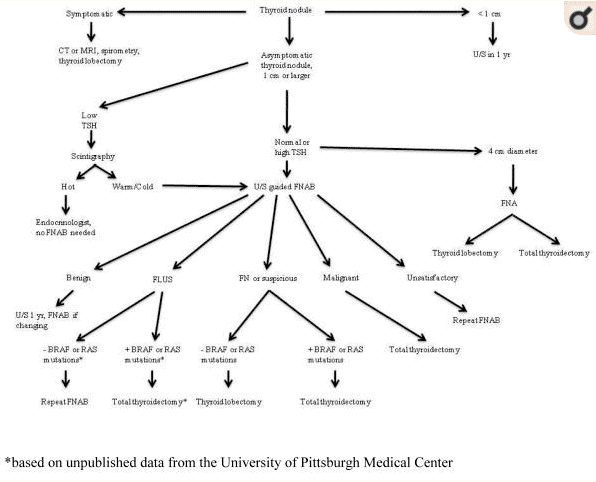 thyroid nodule treatment and evaluation algorithm thyroid nodule treatment and evaluation algorithm