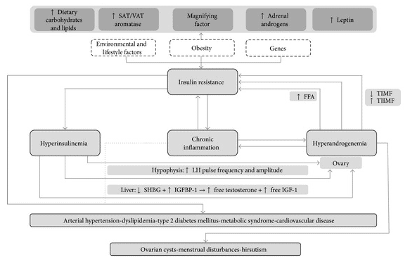 how diet impacts the development of PCOS how diet impacts the development of PCOS
