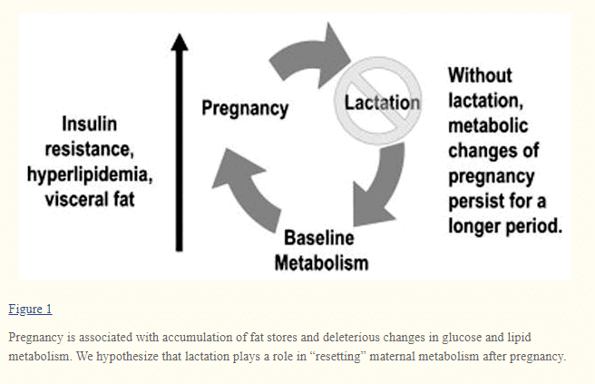 breastfeeding and weight loss after pregnancy breastfeeding and weight loss after pregnancy