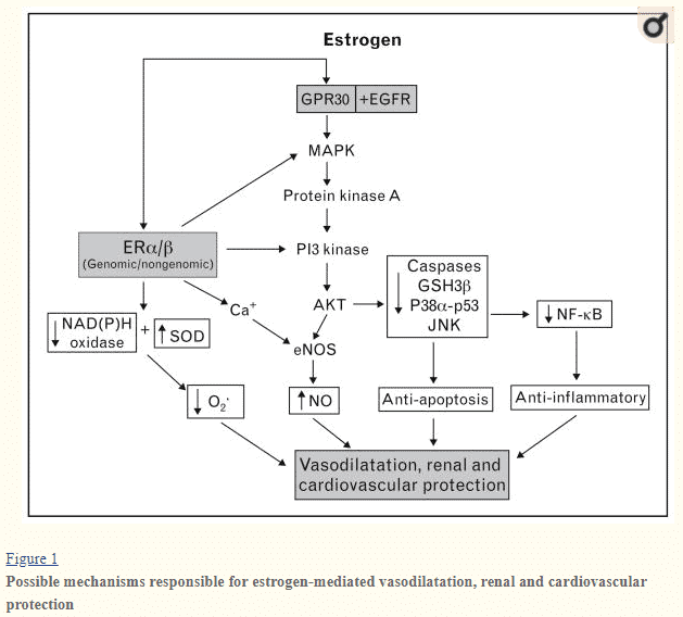 estradiol action on cardiovascular function in women estradiol action on cardiovascular function in women