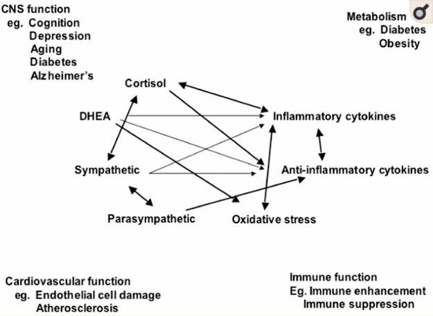 mediators of stress in the body mediators of stress in the body