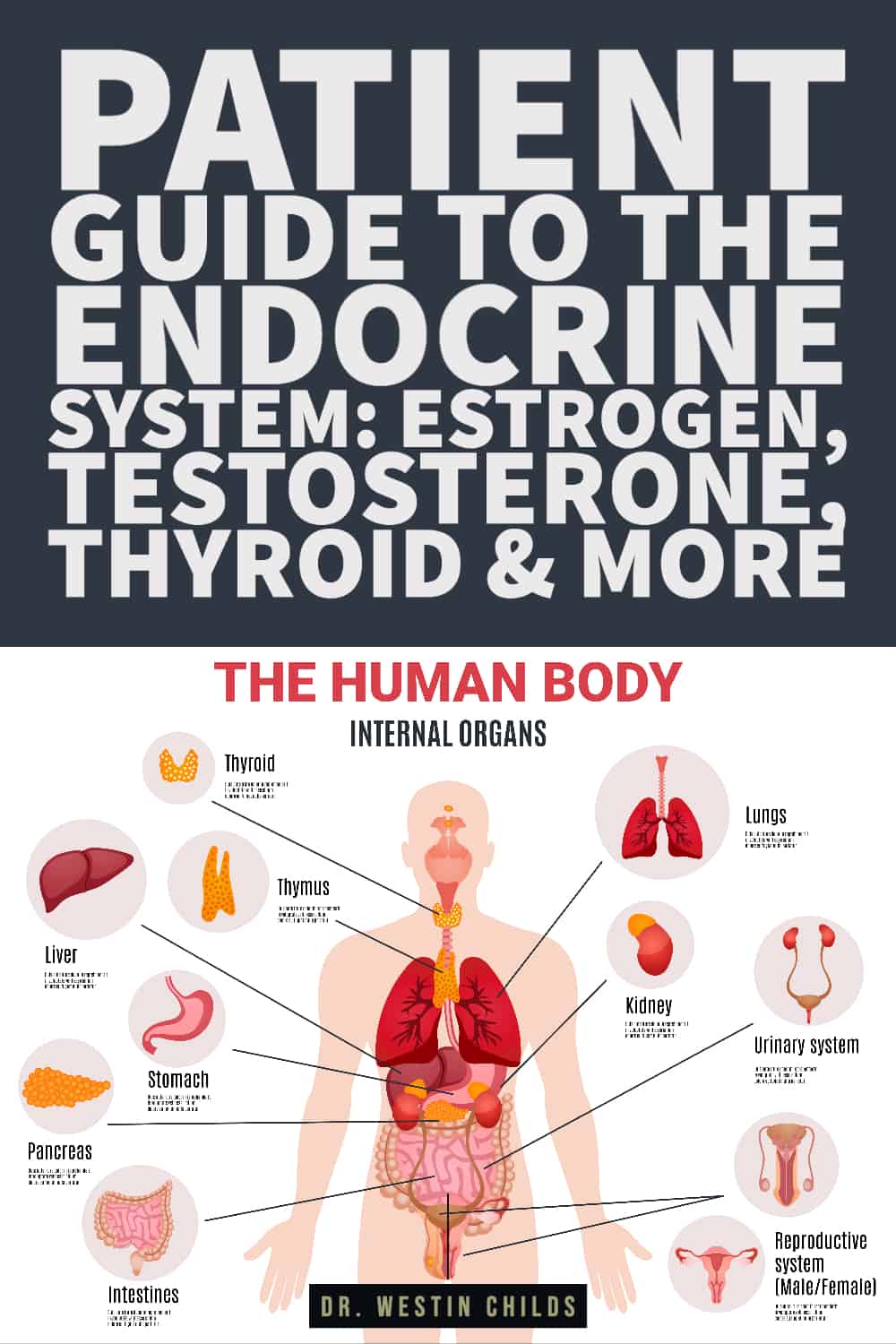 patient guide to the endocrine system_ estrogen, testosterone, thyroid & more-1 patient guide to the endocrine system estrogen, testosterone, thyroid & more