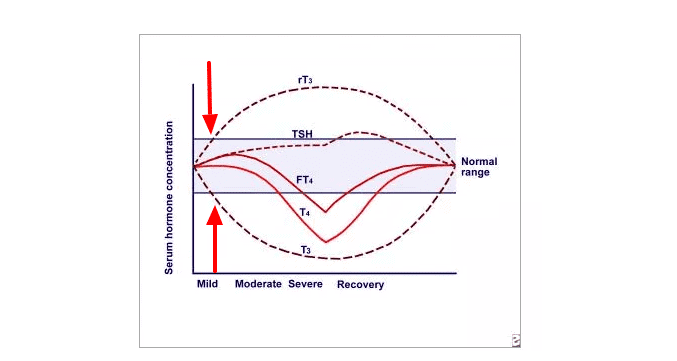 a diagram of various thyroid lab tests over time and based on the severity of disease with arrows pointing to the beginning.
