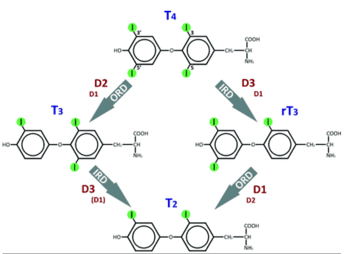 function of D1, D2 and D3 enzymes on thyroid metabolism function of D1, D2 and D3 enzymes on thyroid metabolism