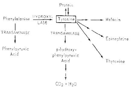 metabolism of l tyrosine into thyroid and adrenal hormones metabolism of l tyrosine into thyroid and adrenal hormones