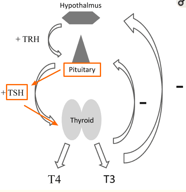 a diagram of the hypothalamus, pituitary, and thyroid gland highlighting the role that TSH plays.