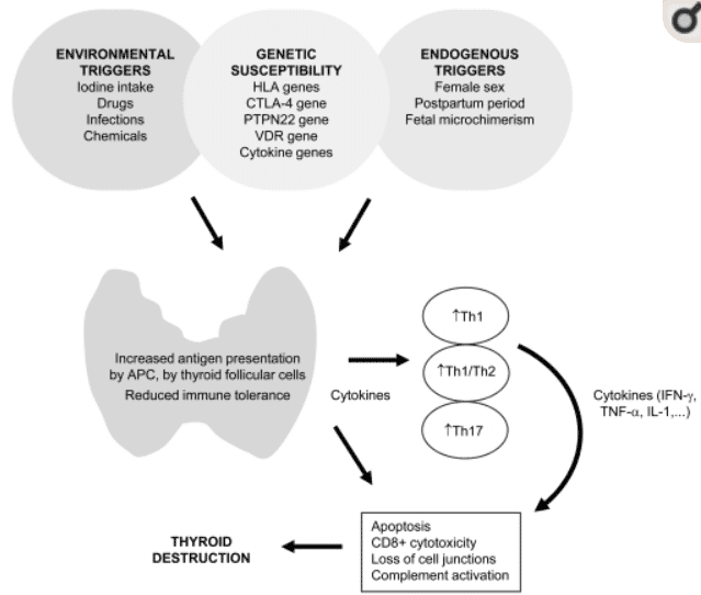 causes and triggers of hashimoto's thyroiditis causes and triggers of hashimoto's thyroiditis