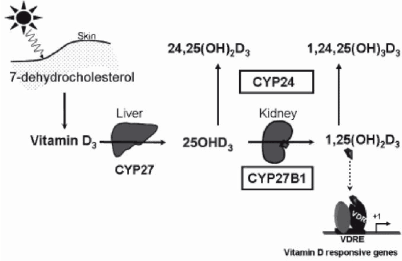 vitamin D cycle in the body vitamin D cycle in the body