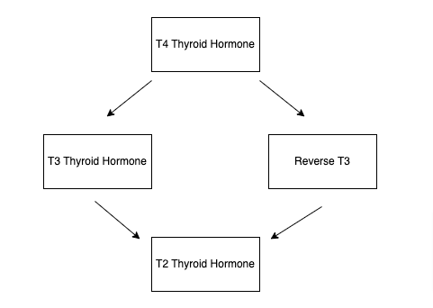 thyroid hormone conversion process thyroid hormone conversion process