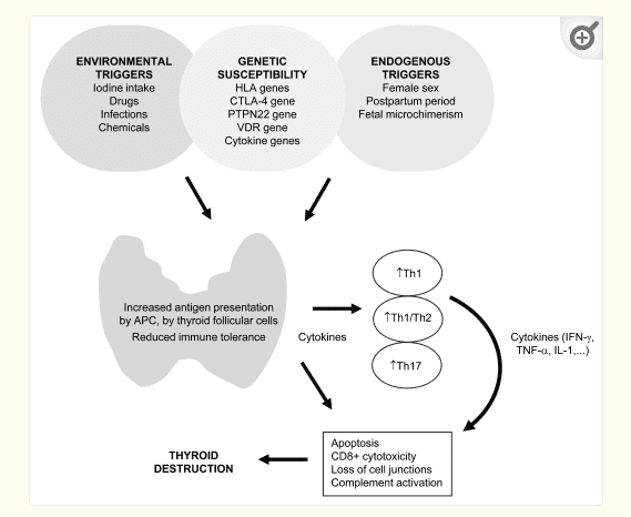 factors which trigger hashimoto's factors which trigger hashimoto's
