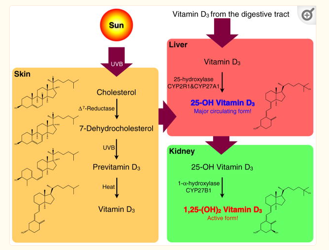 the metabolism of vitamin d in the skin, liver, and kidney the metabolism of vitamin d in the skin, liver, and kidney