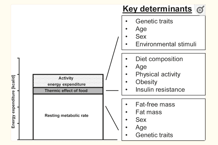 factors that determine your resting metabolic rate factors that determine your resting metabolic rate