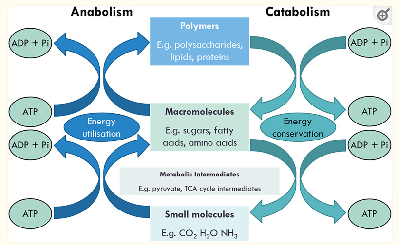 the difference in catabolism and anabolism the difference in catabolism and anabolism