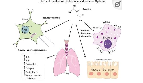 effects of creatine on the immune system effects of creatine on the immune system