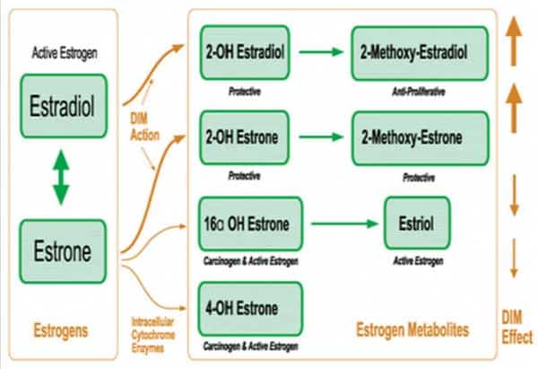 metabolism of estrogen down various pathways