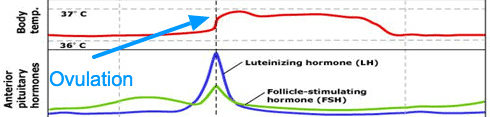 a graph showing when ovulation occurs during the menstrual cycle