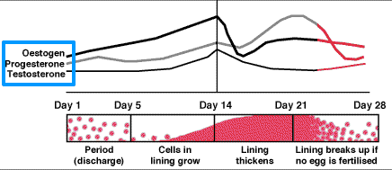 estrogen, progesterone, and testosterone levels over the course of the standard 28 day menstrual cycle.