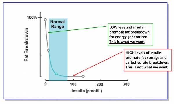 graph outlining the impact of high insulin on the body's ability to burn fat tissue.