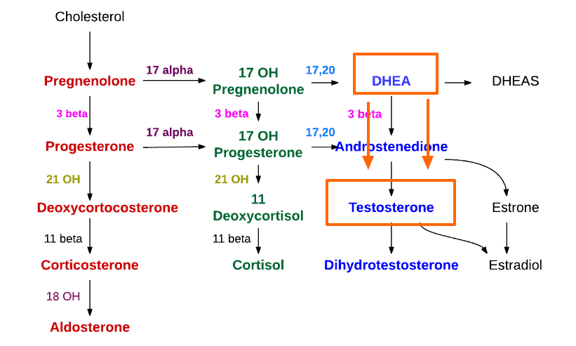 cholesterol metabolism with DHEA and testosterone highlighted to emphasize their role in the process.