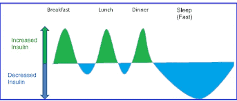 a graph highlighting the difference in insulin levels with intermitting eating compared to more frequent meals.