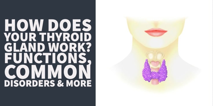 How Does Your Thyroid Gland Work_ Functions, Common Disorders & More