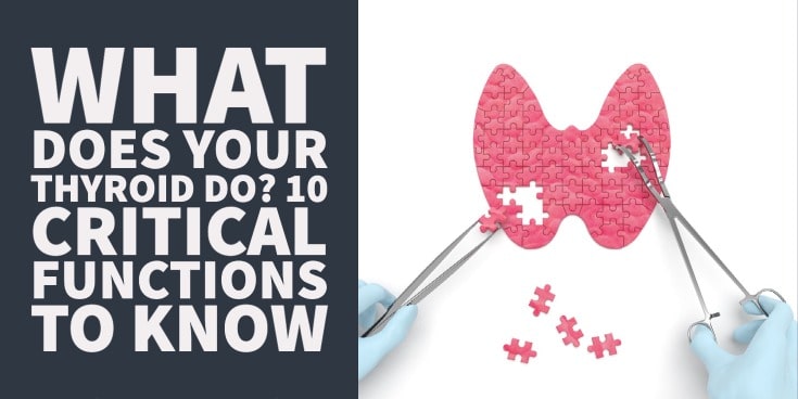 What Does your Thyroid Do? 10 Critical Functions to Know