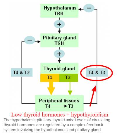 outline of thyroid function and thyroid gland activity in the body outline of thyroid function and thyroid gland activity in the body