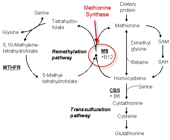 MTHFR pathway MTHFR pathway