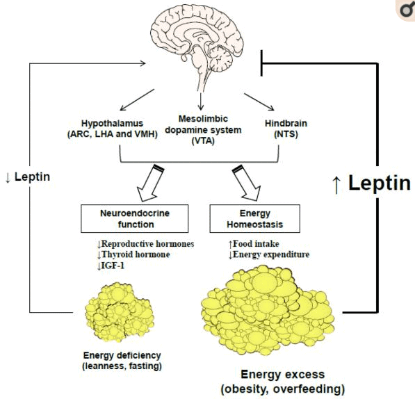 how leptin works in the body to manage weight how leptin works in the body to manage weight