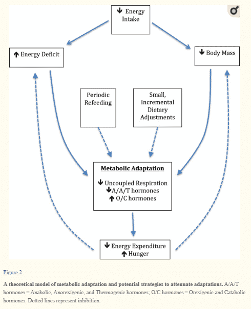 metabolic adaptation after calorie restriction metabolic adaptation after calorie restriction
