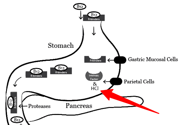 vitamin b12 absorption in the stomach vitamin b12 absorption in the stomach